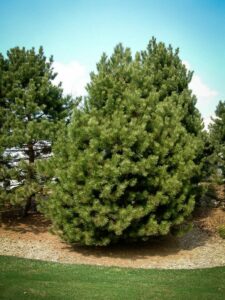 Сосна Чёрная (Pinus Nigra) купить по цене от 270.00р. в интернет-магазине «Посадика» с доставкой почтой в в Североуральске и по всей России – [изображение №1].