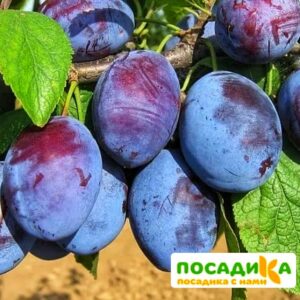 Слива Чачакская ранняя купить по цене от 229.00р. в интернет-магазине «Посадика» с доставкой почтой в в Североуральске и по всей России – [изображение №1].