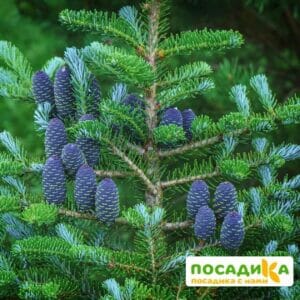 Пихта корейская (Abies koreana) купить по цене от 450.00р. в интернет-магазине «Посадика» с доставкой почтой в в Североуральске и по всей России – [изображение №1].