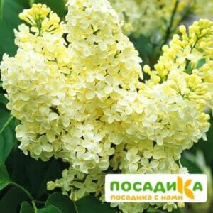 Сирень Примроуз (Primrose) купить по цене от 529.00р. в интернет-магазине «Посадика» с доставкой почтой в в Североуральске и по всей России – [изображение №1].