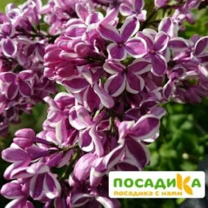 Сирень Сенсация купить по цене от 529.00р. в интернет-магазине «Посадика» с доставкой почтой в в Североуральске и по всей России – [изображение №1].