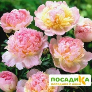 Пион Распберри Сандей (Paeonia Raspberry Sundae) купить по цене от 959р. в интернет-магазине «Посадика» с доставкой почтой в в Североуральске и по всей России – [изображение №1].