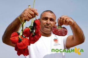 Клубника Гигант Джорнея купить по цене от 266р. в интернет-магазине «Посадика» с доставкой почтой в в Североуральске и по всей России – [изображение №1].