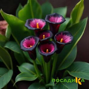 Калла Аура Лейс купить по цене от 400р. в интернет-магазине «Посадика» с доставкой почтой в в Североуральске и по всей России – [изображение №1].