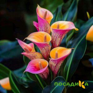 Калла Оникс купить по цене от 450р. в интернет-магазине «Посадика» с доставкой почтой в в Североуральске и по всей России – [изображение №1].