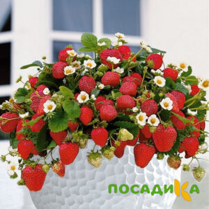 Клубника Рубиновый Шепот (горшечная) купить по цене от 240р. в интернет-магазине «Посадика» с доставкой почтой в в Североуральске и по всей России – [изображение №1].