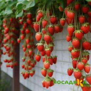 Клубника вьющаяся Комплимент купить по цене от 470р. в интернет-магазине «Посадика» с доставкой почтой в в Североуральске и по всей России – [изображение №1].