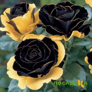 Роза Ханни Сикл купить по цене от 700р. в интернет-магазине «Посадика» с доставкой почтой в в Североуральске и по всей России – [изображение №1].
