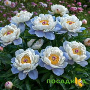 Пион акварельный Этюд купить по цене от 806р. в интернет-магазине «Посадика» с доставкой почтой в в Североуральске и по всей России – [изображение №1].