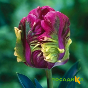 Тюльпан Экзотик Хэвен купить по цене от 186р. в интернет-магазине «Посадика» с доставкой почтой в в Североуральске и по всей России – [изображение №1].