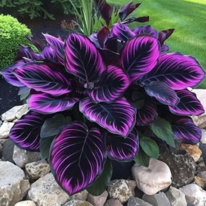 Хоста Люминоза купить по цене от 450р. в интернет-магазине «Посадика» с доставкой почтой в в Североуральске и по всей России – [изображение №1].