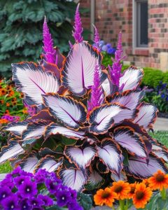 Хоста Кримэн Дрим купить по цене от 549р. в интернет-магазине «Посадика» с доставкой почтой в в Североуральске и по всей России – [изображение №1].