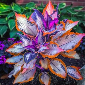 Хоста Эмеральд Тиара купить по цене от 602р. в интернет-магазине «Посадика» с доставкой почтой в в Североуральске и по всей России – [изображение №1].