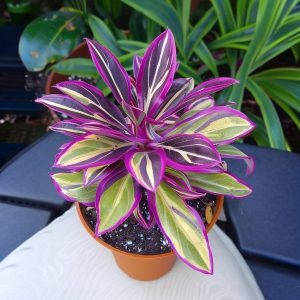 Хоста Сильвер Стик купить по цене от 650р. в интернет-магазине «Посадика» с доставкой почтой в в Североуральске и по всей России – [изображение №1].