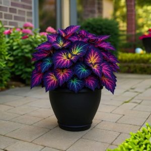 Хоста Фрости Блю купить по цене от 389р. в интернет-магазине «Посадика» с доставкой почтой в в Североуральске и по всей России – [изображение №1].