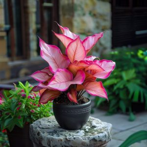 Хоста Розовая Симфония купить по цене от 800р. в интернет-магазине «Посадика» с доставкой почтой в в Североуральске и по всей России – [изображение №1].