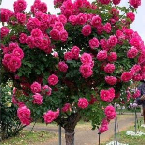 Роза Версаля купить по цене от 232р. в интернет-магазине «Посадика» с доставкой почтой в в Североуральске и по всей России – [изображение №1].