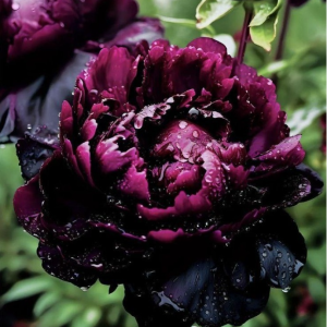 Пион Темный Сад купить по цене от 421р. в интернет-магазине «Посадика» с доставкой почтой в в Североуральске и по всей России – [изображение №1].