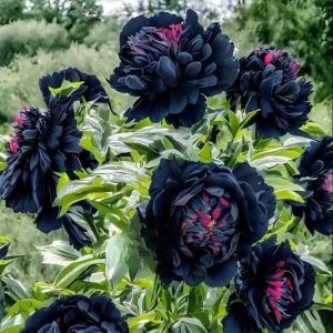 Пион древовидный Сердце Афродиты купить по цене от 600р. в интернет-магазине «Посадика» с доставкой почтой в в Североуральске и по всей России – [изображение №1].