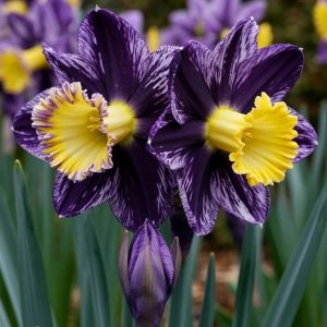 Нарцисс Акропоис купить по цене от 382р. в интернет-магазине «Посадика» с доставкой почтой в в Североуральске и по всей России – [изображение №1].