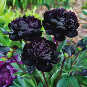 Пион Королевский Бархат купить по цене от 419р. в интернет-магазине «Посадика» с доставкой почтой в в Североуральске и по всей России – [изображение №1].