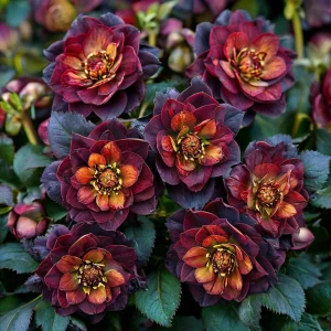 Морозник Сноу Дроп купить по цене от 348р. в интернет-магазине «Посадика» с доставкой почтой в в Североуральске и по всей России – [изображение №1].