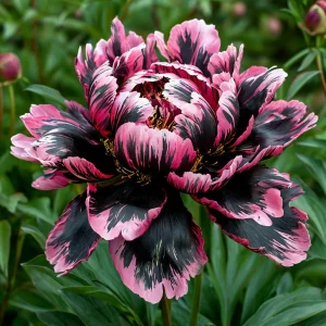 Пион Дроп Руби купить по цене от 469р. в интернет-магазине «Посадика» с доставкой почтой в в Североуральске и по всей России – [изображение №1].