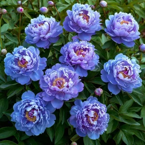 Пион Голубой лотос купить по цене от 590р. в интернет-магазине «Посадика» с доставкой почтой в в Североуральске и по всей России – [изображение №1].