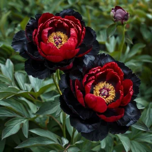 Пион Эбеновый Рубин купить по цене от 419р. в интернет-магазине «Посадика» с доставкой почтой в в Североуральске и по всей России – [изображение №1].