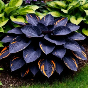 Хоста Умбра купить по цене от 349р. в интернет-магазине «Посадика» с доставкой почтой в в Североуральске и по всей России – [изображение №1].