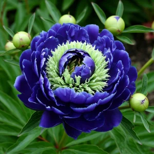 Пион Дримвивер купить по цене от 417р. в интернет-магазине «Посадика» с доставкой почтой в в Североуральске и по всей России – [изображение №1].