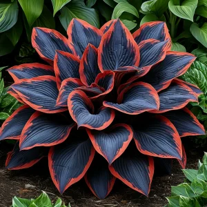 Хоста Солнечный Агат купить по цене от 440р. в интернет-магазине «Посадика» с доставкой почтой в в Североуральске и по всей России – [изображение №1].