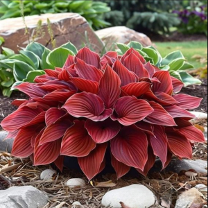 Хоста Рэд Эйнджл купить по цене от 549р. в интернет-магазине «Посадика» с доставкой почтой в в Североуральске и по всей России – [изображение №1].