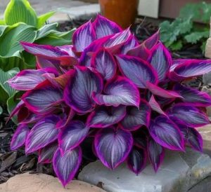 Хоста Сикрет Гарденс купить по цене от 549р. в интернет-магазине «Посадика» с доставкой почтой в в Североуральске и по всей России – [изображение №1].