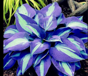 Хоста Аурелия купить по цене от 450р. в интернет-магазине «Посадика» с доставкой почтой в в Североуральске и по всей России – [изображение №1].